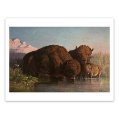 Charles Ferdinand Wimar "Buffalo Drinking" Made-to-Order Print