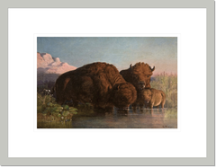 Charles Ferdinand Wimar "Buffalo Drinking" Made-to-Order Print