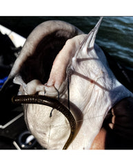 Spearpoint GP Finesse Hook