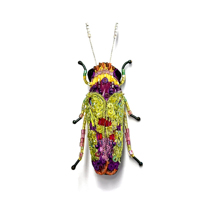 Sharpshooter Beetle