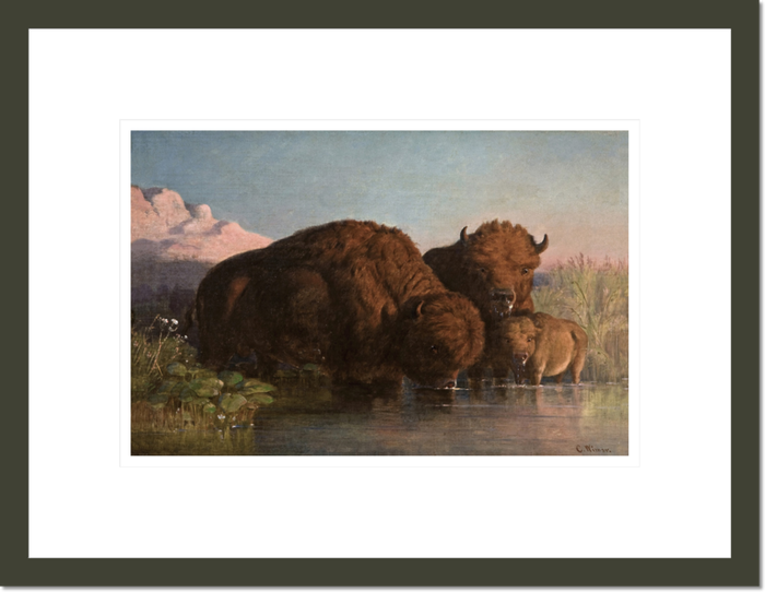 Charles Ferdinand Wimar "Buffalo Drinking" Made-to-Order Print