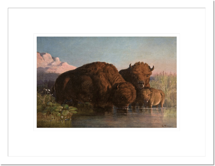 Charles Ferdinand Wimar "Buffalo Drinking" Made-to-Order Print