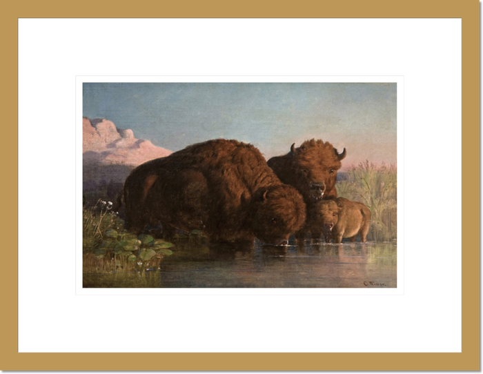 Charles Ferdinand Wimar "Buffalo Drinking" Made-to-Order Print