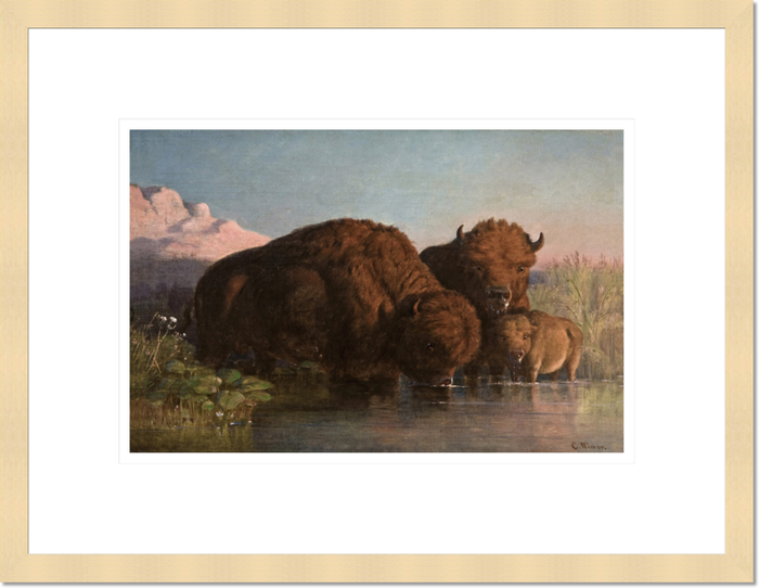 Charles Ferdinand Wimar "Buffalo Drinking" Made-to-Order Print