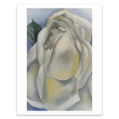 Georgia O'Keeffe "White Rose" Print