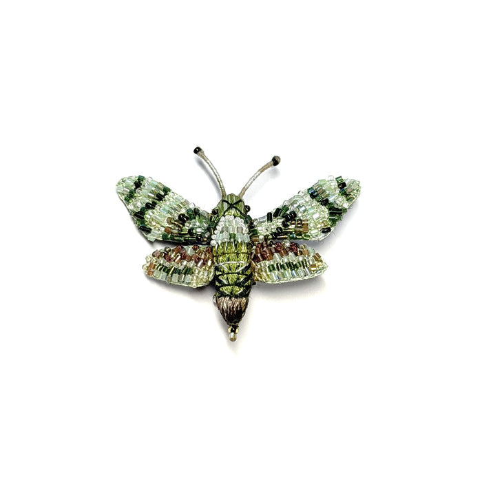 Hawk Moth