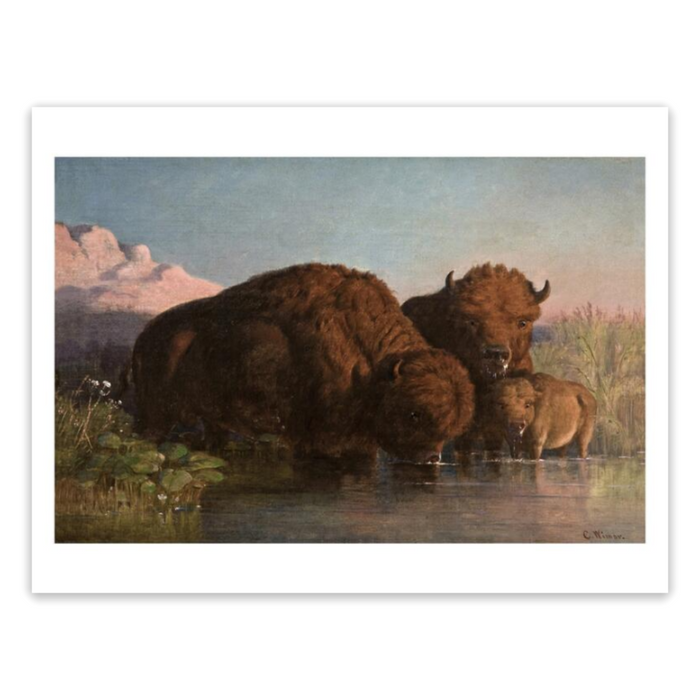 Wimar Buffalo Drinking Print